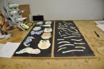 alle werkstukken klaar voor in de oven, Uniek kinderfeestje, Glasatelier Vetro Colorato.jpg
